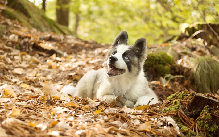 husky, welpen, haustiere, wald, bokeh, niedliche tiere, siberian husky, hunde, siberian husky hund