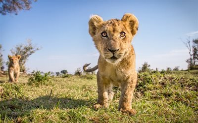 k&#252;&#231;&#252;k aslan yavrusu, yaban hayatı, Afrika, sabah, aslanlar