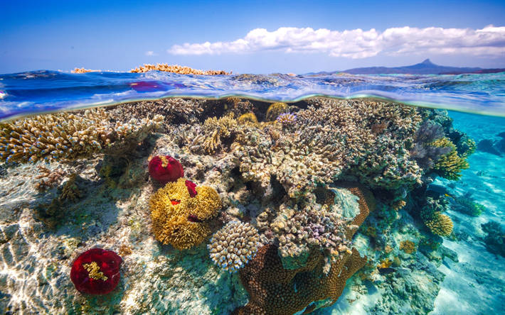 coral, mundo subaqu&#225;tico, mar, ilhas tropicais, costa, recife de coral