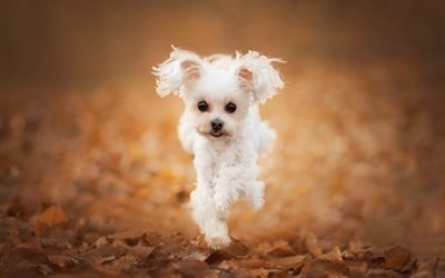 Maltipoo, running dog, pets, bokeh, white dog, cute animals, dogs, Maltipoo Dog