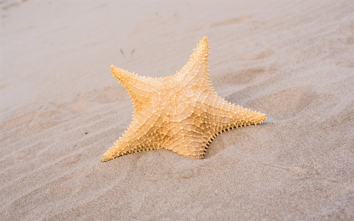 starfish, sand, beach, tropical island, coast