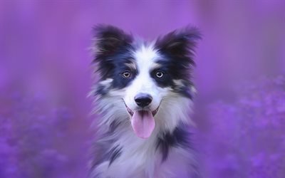 Border Collie, small puppy, white black dog, cute animals, dog on a purple background