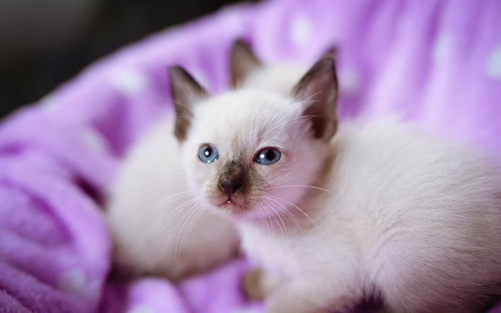 Ragdoll, kittens, denectic cat, cute animals, small Ragdoll, cats, pets, Ragdoll Cats