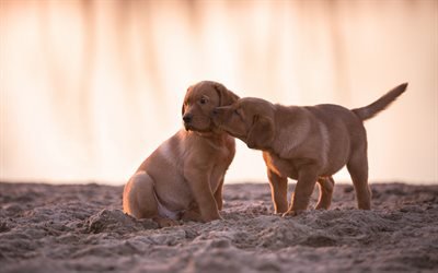 small labradors, brown puppies, cute little animals, dogs on the beach, evening, sunset, retriever
