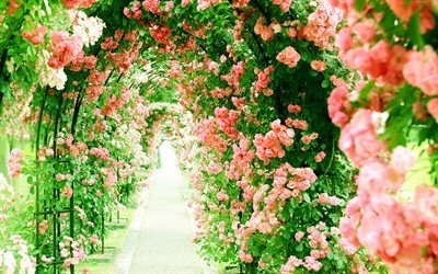 flower greenhouse, pink roses, alley, tunnel of roses, beautiful flowers, roses