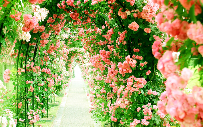 kukka kasvihuone, vaaleanpunaisia ruusuja, kuja, tunnelin ruusuja, kauniita kukkia, ruusut