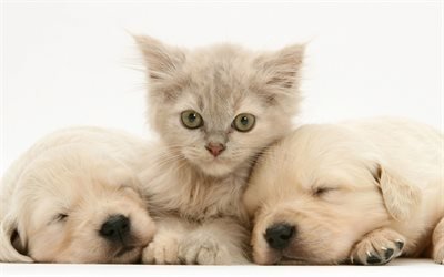golden retriever, little puppies and kitten, friendship concepts, cute little animals, pets, cat and dogs, labradors