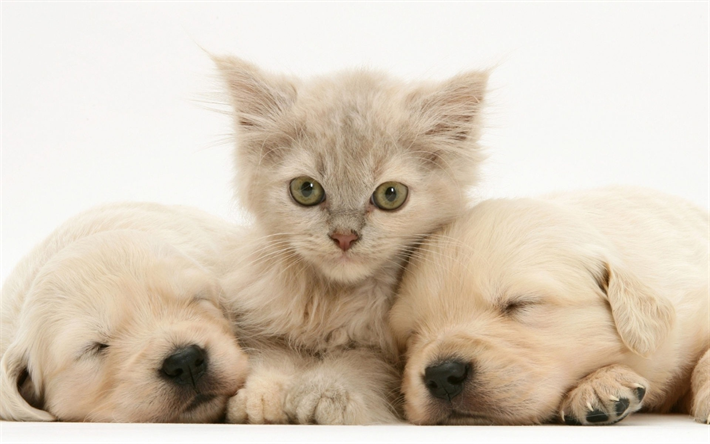 golden retriever, pouco filhotes de cachorro e o gatinho, amizade conceitos, animais bonitinho, animais de estima&#231;&#227;o, gatos e c&#227;es, labradores