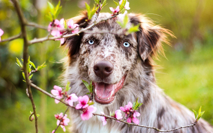 Aussie, blue eyes, Pastor Australiano, bokeh, mascotas, perros, Australian Shepherd Dog, Aussie Dog