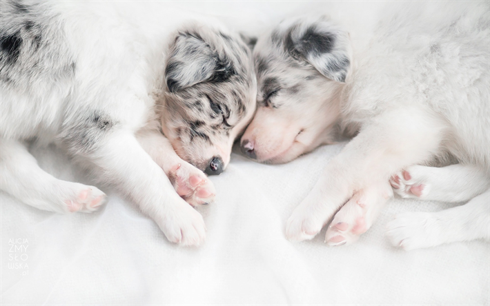 豪州羊飼い, 小さな子犬, かわいい動物たち, 寝る子犬, 小型犬, オーストラリア, ペット