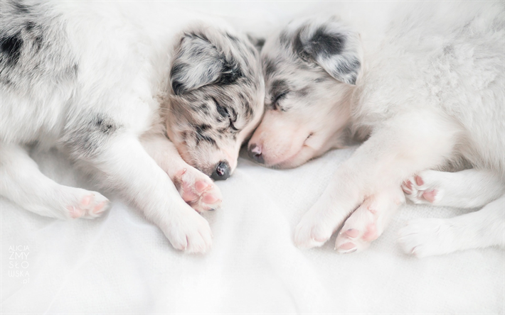 Australian Shepherds, pienet pennut, s&#246;p&#246;j&#228; el&#228;imi&#228;, nukkuminen pennut, pienet koirat, Aussie, lemmikit