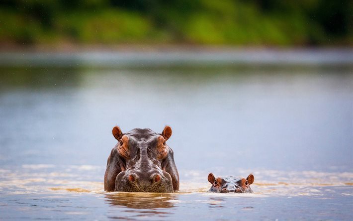 Afrique, hippopotames, m&#232;re et petit, bokeh, faune, rivi&#232;re, hippopotame, animaux dr&#244;les, hippopotame de rivi&#232;re