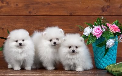 white pomeranian, puppies, dogs, pomeranian, spitz, cute animals