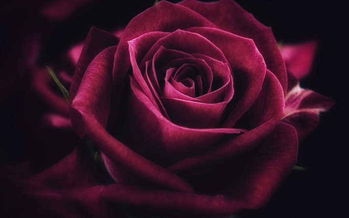 roxo rosa, 4k, trevas, flores roxas, close-up, rosas