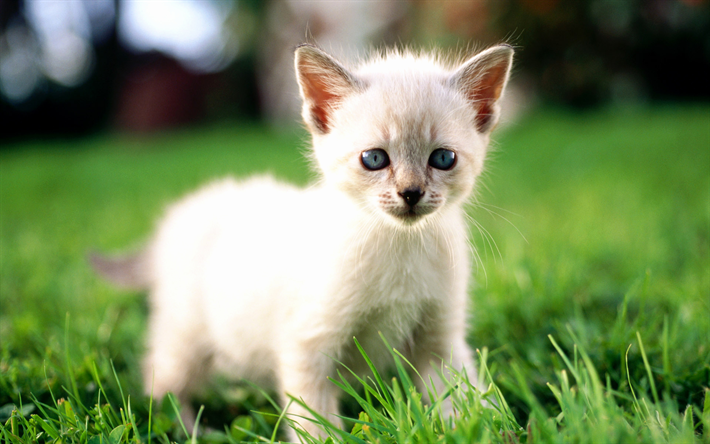Ragdoll, lawn, denectic cat, kitten, cute animals, small Ragdoll, cats, pets, Ragdoll Cats