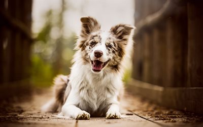 豪州羊飼い犬, かわいい犬, ペット, オーストラリア, 楽しく犬, かわいい動物たち, 犬