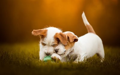 Jack Russell Terrier, petites et blanches, des chiens, des chiots, des jumeaux, des animaux mignons, les petits chiens