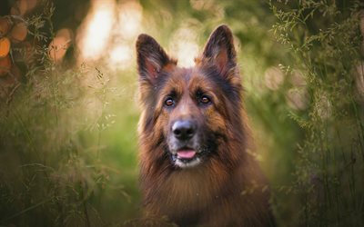 Perro Pastor alem&#225;n, perro grande en los arbustos, tarde, puesta de sol, mascotas, perros