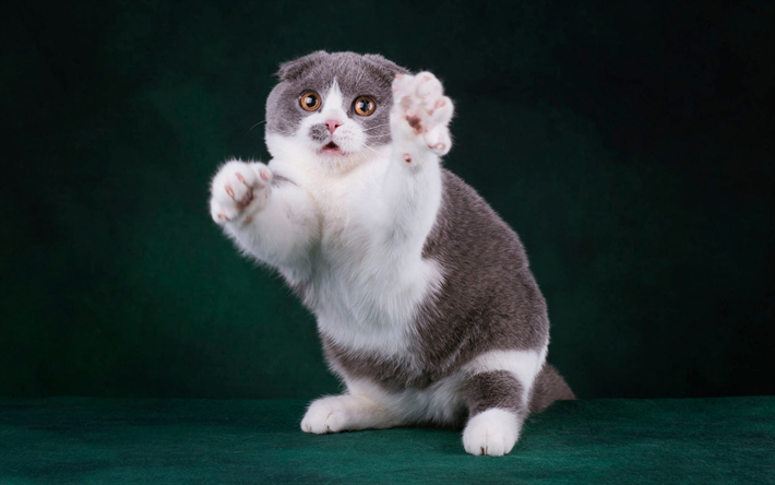 Scottish Fold Gato, animais fofos, o grande gato cinzento branco, de p&#234;lo curto gatos, animais de estima&#231;&#227;o