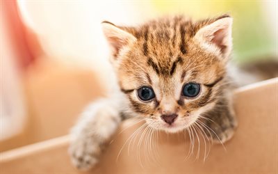 small kitten, cute little animals, kitten in hands, gray eyes, gray cat