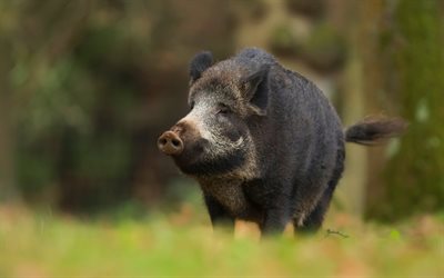 black wild boar, forest, green grass, large black pig, forest animals, wild boars