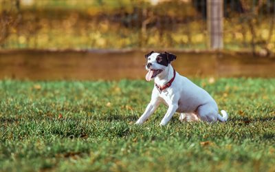 Jack Russell Terrier, c&#233;sped, mascotas, perros, animales lindos, Jack Russell Terrier Perro