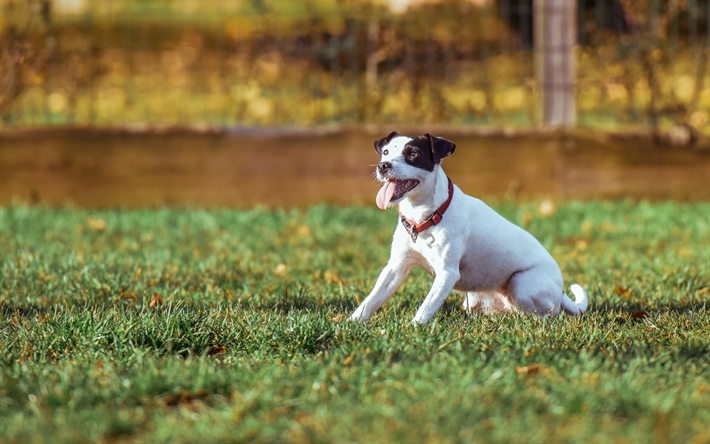 jack-russell-terrier, liegewiese, haustiere, hunde, niedliche tiere, jack russell terrier hund
