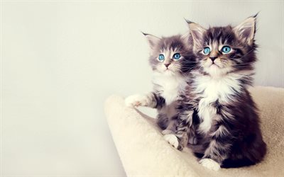 American Bobtail, kittens, pets, domestic cat, cute animals, cats, American Bobtail Cat