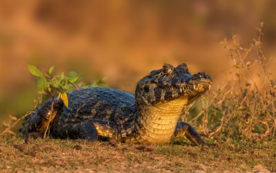petit crocodile, alligator, de la faune, coucher du soleil, soir&#233;e, pr&#233;dateur, reptile