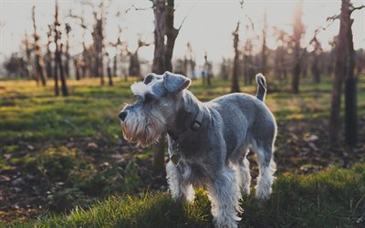 Miniature Schnauzer, 4k, lawn, close-up, cute animals, pets, gray dog, Miniature Schnauzer Dog