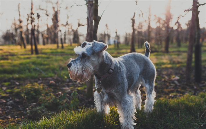 ダウンロード画像 ミニチュアャイアントシュナイザー 4k 芝生 近 かわいい動物たち ペット グレー犬 ミニチュアャイアントシュナイザーの犬 フリー のピクチャを無料デスクトップの壁紙