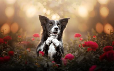 Border Collie, rosas rojas, simp&#225;ticos animales, mascotas, black border collie, perros Border Collie Perro