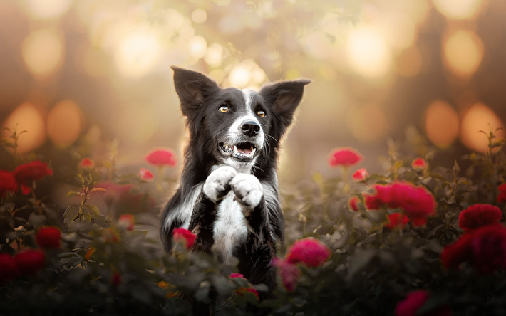 Border Collie, rosas vermelhas, animais fofos, animais de estima&#231;&#227;o, black border collie, cachorros, Border Collie Dog