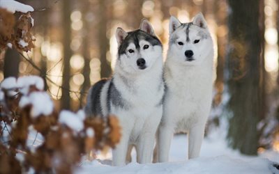 Siberian husky, skogen, sn&#246;, vinter, stora hundar, husdjur, husky, hundar