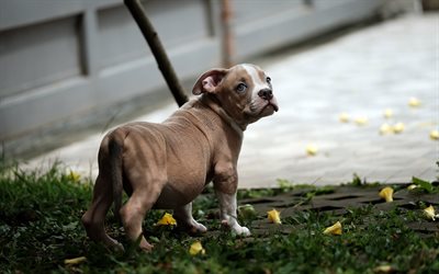 American pit bull terrier, lilla valp, s&#246;ta sm&#229; hundar, husdjur, sm&#229; djur, valpar, hundar