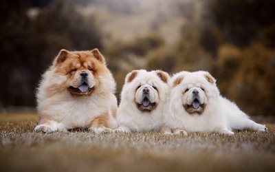chow-chow, family, little fluffy puppies, cute animals, small dogs, twins, pets, dogs