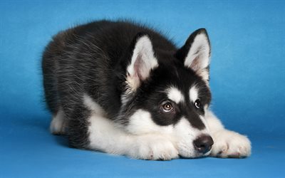 Alaskan Malamute, puppy, pets, dogs, cute animals, small Malamute, cute dog