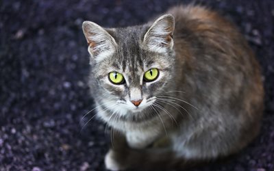 American Shorthair gato, animais fofos, gato cinzento com olhos verdes, animais de estima&#231;&#227;o, gatos