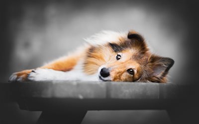 Collie, dog on bench, fluffy brown dog, cute animals, pets, dogs