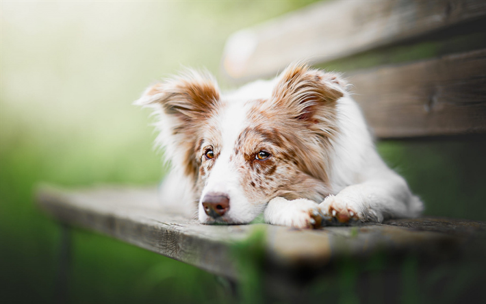 Australian Shepherd, cute white brown dog, pets, Aussie, dog on the bench, dogs, kind eyes