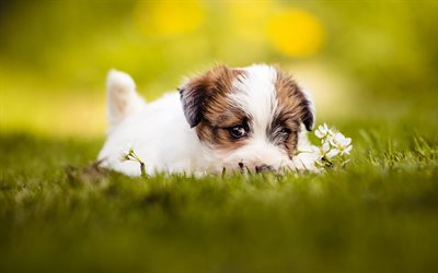 Jack Russell Terrier, branco pequeno filhote de cachorro, grama verde, desfoque, animais bonitinho, cachorros, filhotes