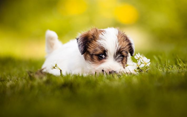 Jack Russell Terrier, petit chiot blanc, le vert de l&#39;herbe, de flou, de mignons petits animaux, chiens, chiots