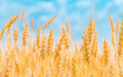 ears of wheat, blue sky, wheat crop, harvesting concepts, wheat field