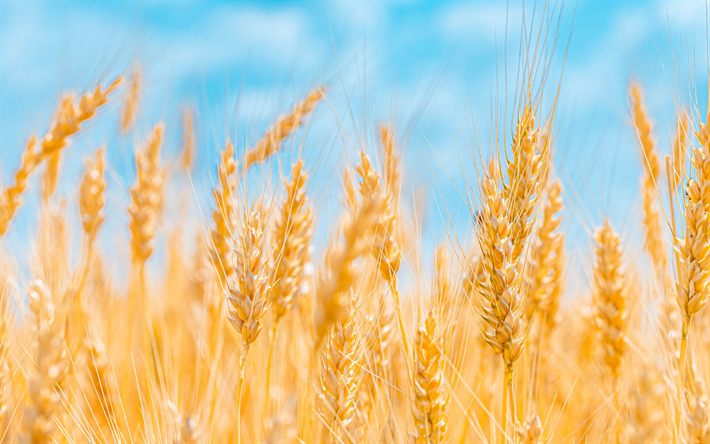 espigas de trigo, c&#233;u azul, safra de trigo, a colheita conceitos, campo de trigo