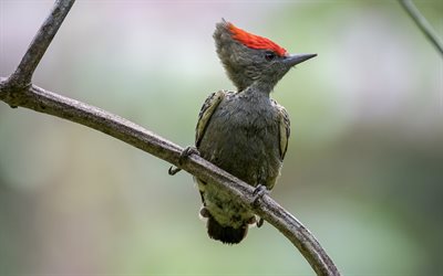 Woodpecker on branch, wildlife, forest, bokeh, small birds, Picidae, Woodpecker