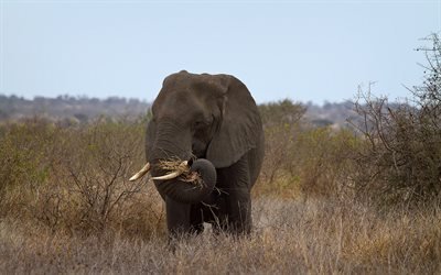 El elefante africano, la fauna, la sabana, los elefantes, de África, de los animales salvajes