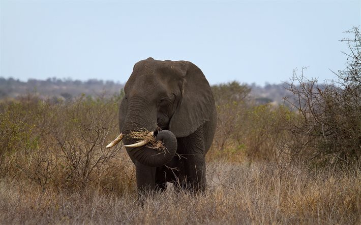Afrikkalainen norsu, wildlife, savannah, norsuja, Afrikka, luonnonvaraisten el&#228;inten