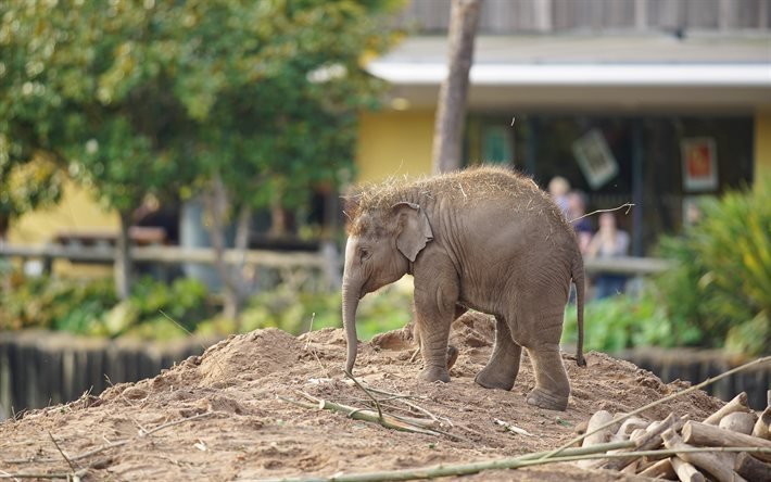 الفيل الطفل, 4k, الحيوانات لطيف, الفيلة, Elephantidae, حديقة الحيوان, الفيل في حديقة الحيوان, صغير الفيل