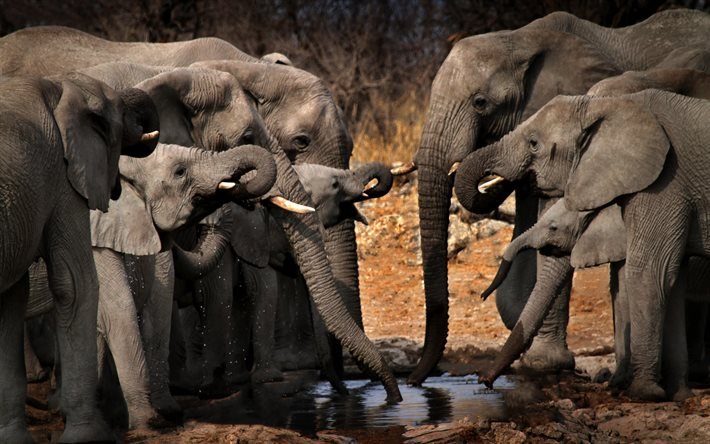 elefantes, vida selvagem, lago, elefantes bebem &#225;gua, fam&#237;lia de elefantes, &#193;frica