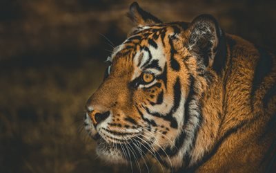 tiikeri, saalistaja, vaaralliset eläimet, tiikerit, villieläimet, Afrikka, tiikeri silmät